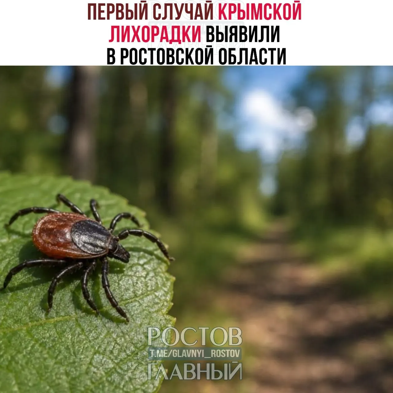 Мужчина заразился после того, как раздавил клеща голыми руками. С начала сезона более 1 000 человек обратились с укусами клещей, почти половина пострадавших — дети. В регионе продолжают обрабатывать территории от паразитов.