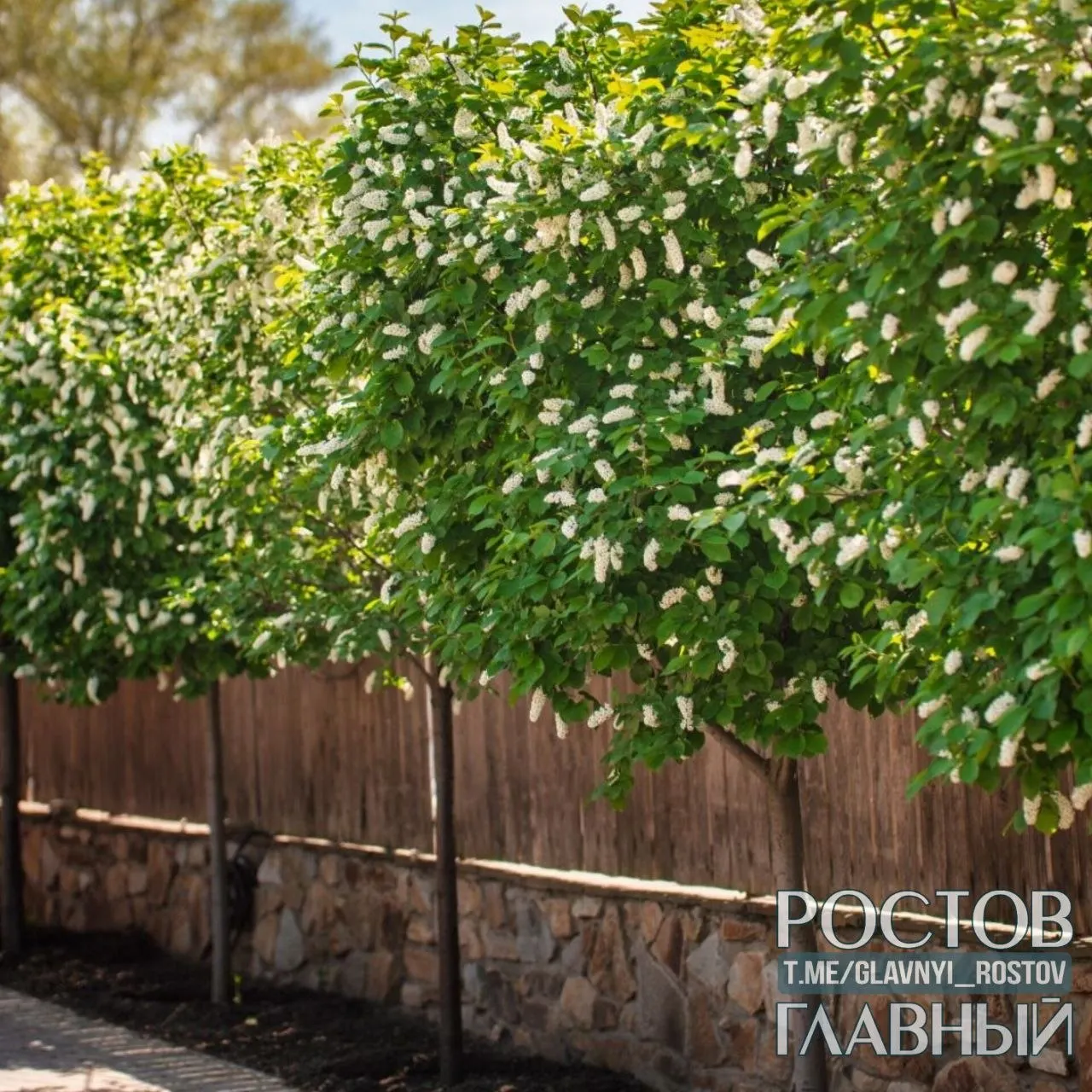 Днём столбики термометров поднимутся до +23°C, минимальная температура — примерно +12°C.