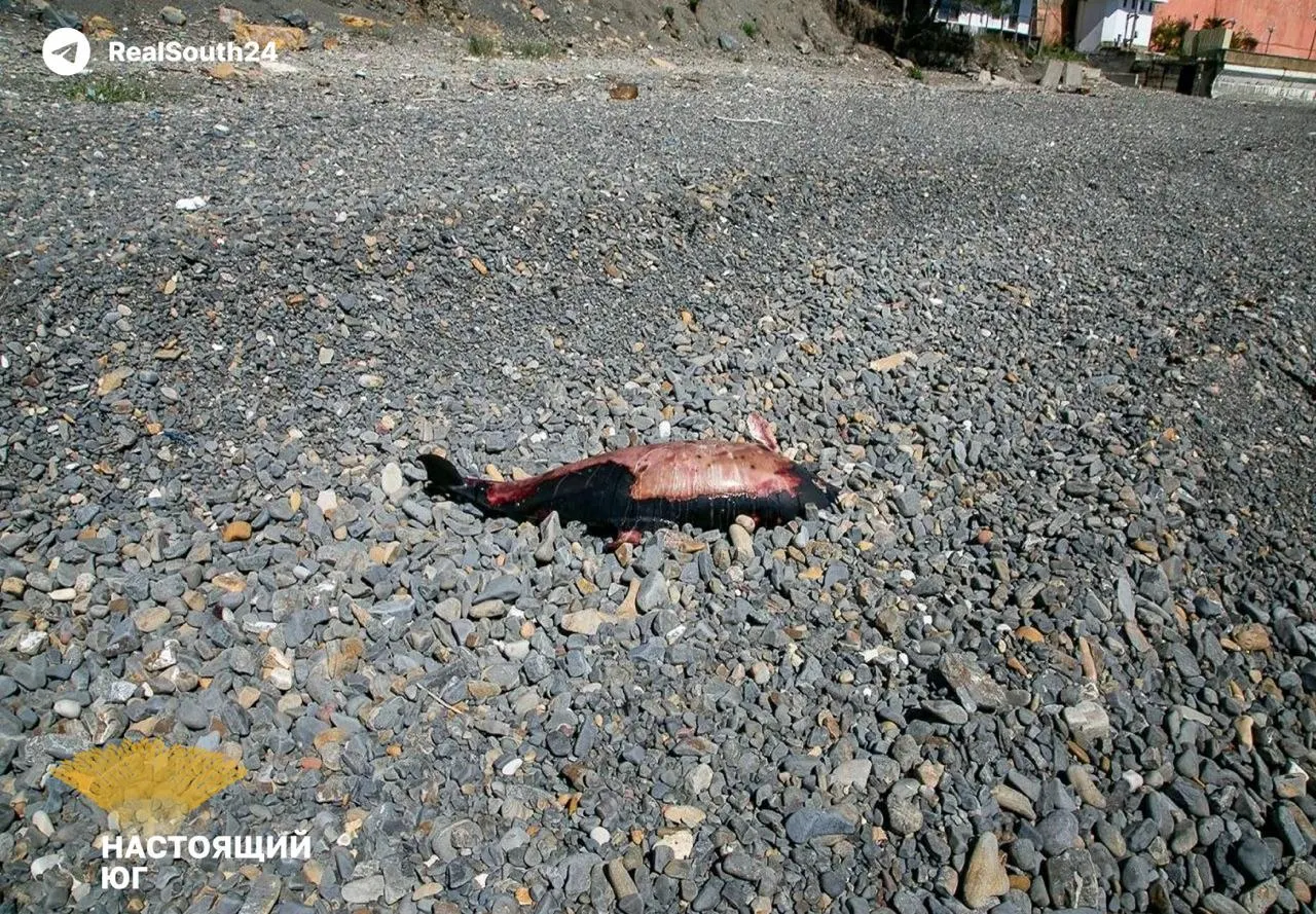 В Туапсе 16 человек по-прежнему проживают в гостиницах: их дома пострадали во время атак дронов. С середины апреля в округе повреждены 60 жилых домов, пять из них разрушены. Одновременно с этим с береговой линии вывезли 27,7 тыс. м³ загрязнённого грунта и мазутной смеси, но власти не раскрывают место их размещения.