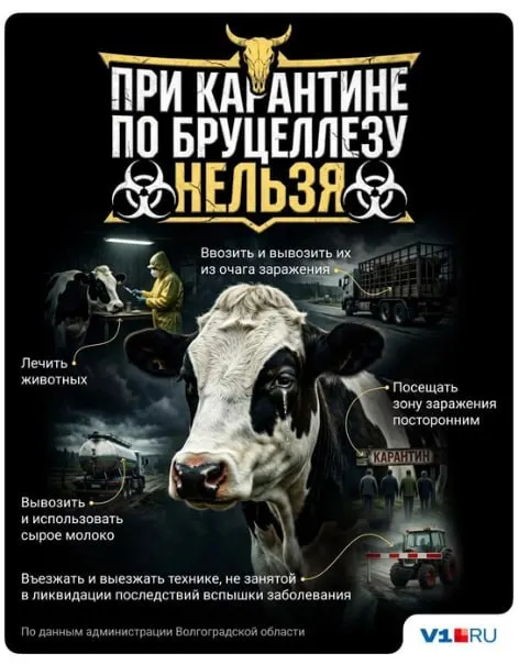 В Иловлинском районе введён карантин: из 607 обследованных голов скота 51 дал положительный тест на бруцеллёз, десятки коров отправили на убой. Случаев заражения людей не зафиксировано.