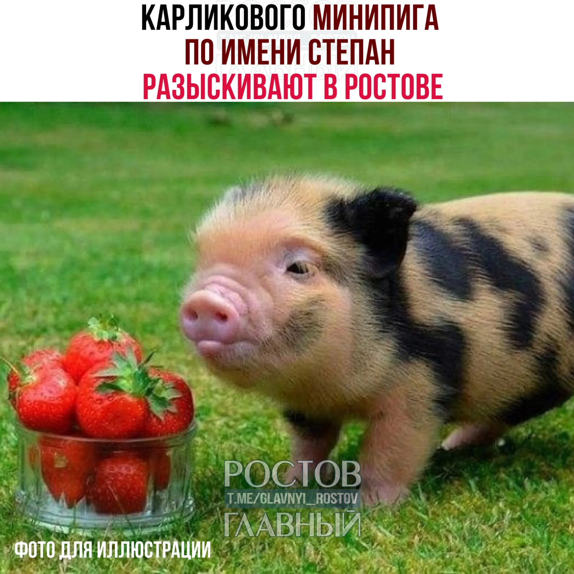 С улицы Венеры в Ростове-на-Дону пропал мини-пиг по кличке Степан. Владелец просит сообщать о возможных находках — животное описывают как доброжелательное и контактное.
