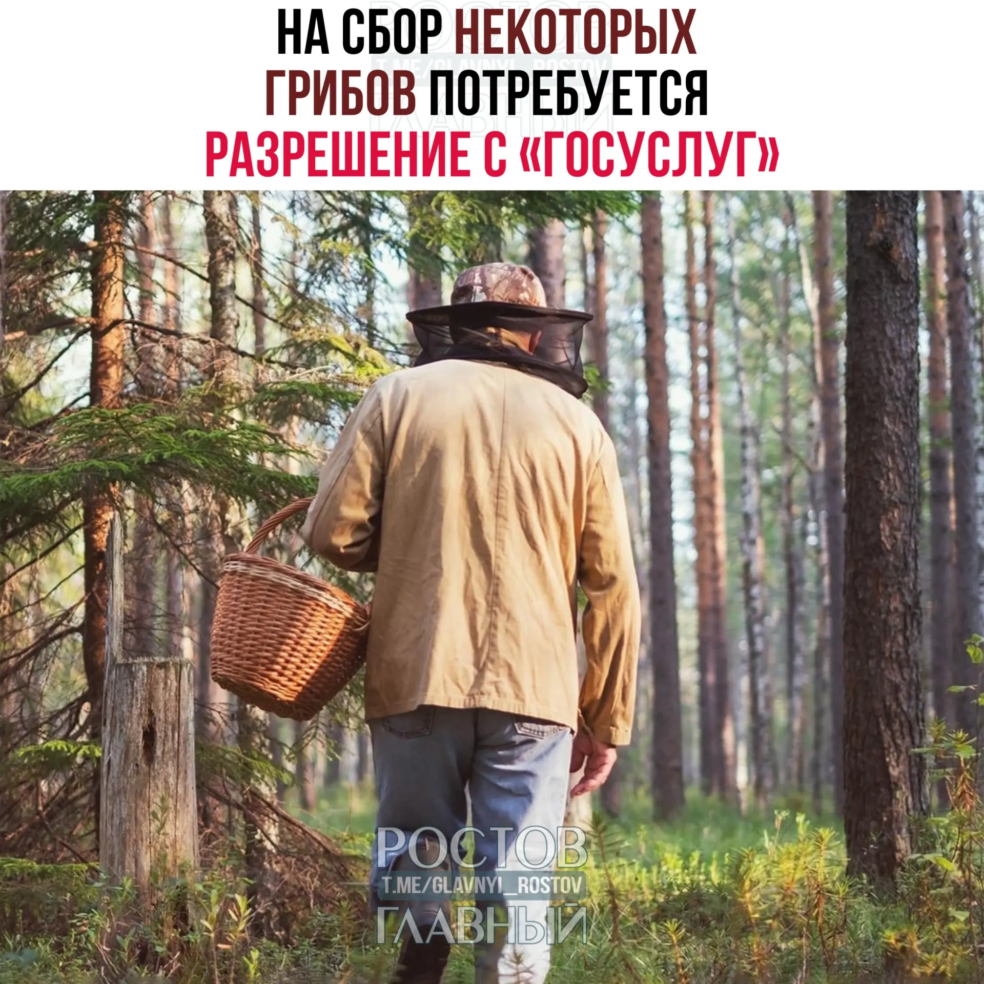 С 1 сентября 2027 года для сбора некоторых редких грибов, в том числе сыройжки золотистой и чёрного трюфеля, потребуется разрешение через портал «Госуслуги». Заявки будут рассматривать до 15 дней; сбор краснокнижных видов без разрешения грозит уголовной ответственностью.