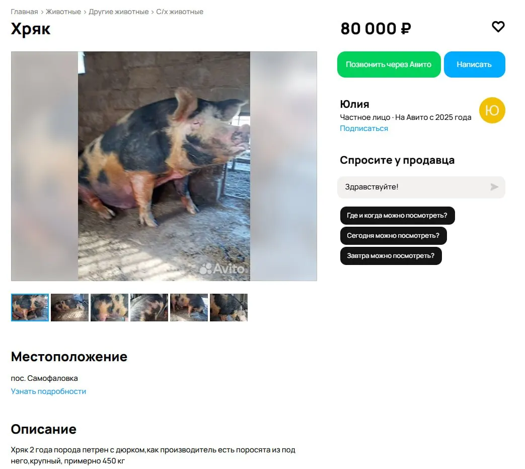 Двухлетний хряк весит около 500 кг и продаётся за 80 тыс. руб. Хозяева объясняют решение опасным для других свиней поведением, фермеры называют покупку экономически выгодной.