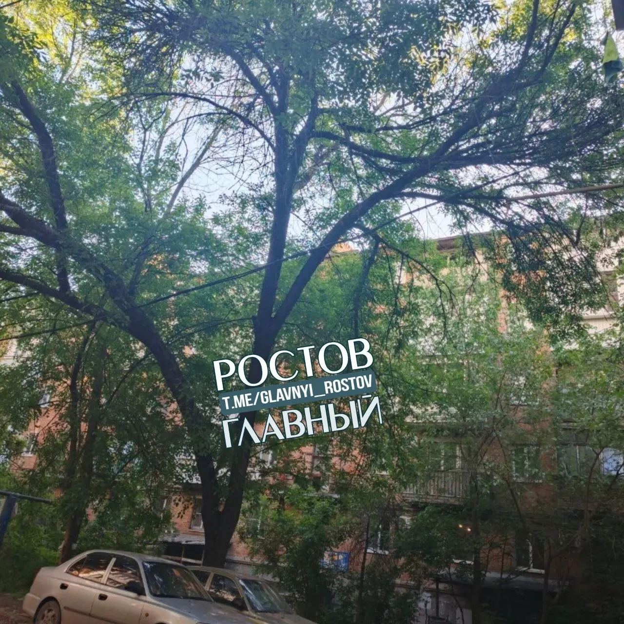 Житель Ростова-на-Дону жалуется, что опасное дерево во дворе (Рабочая площадь, 8) висит над электропроводами и поднимает асфальт; при наличии разрешения администрации УК отказывается его удалять.