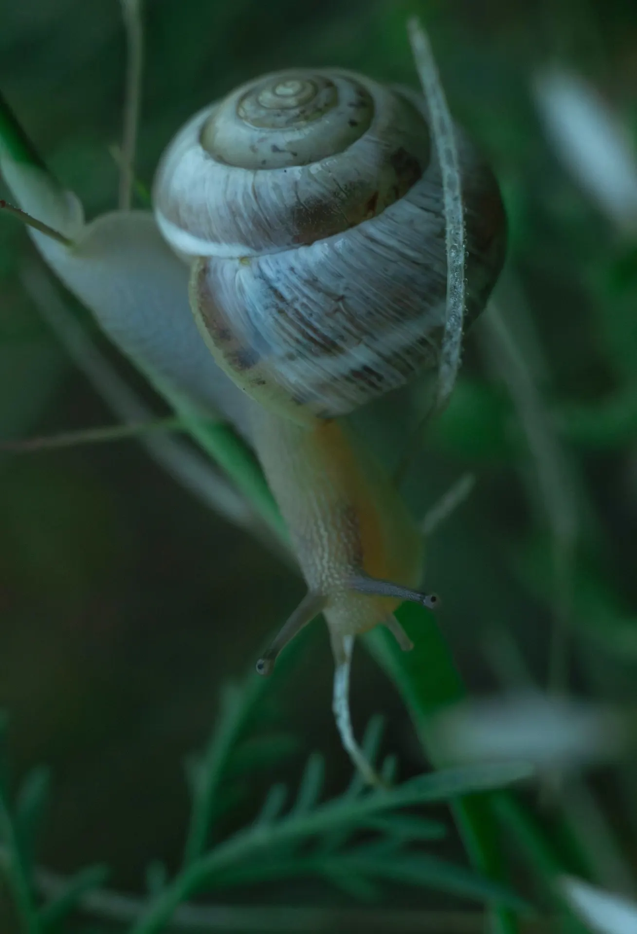 Фотограф Марина Юдина показала крупные планы виноградной улитки (Helix pomatia) в влажных зарослях поймы реки Царицы; биолог объяснил, при каких условиях моллюски наиболее активны.