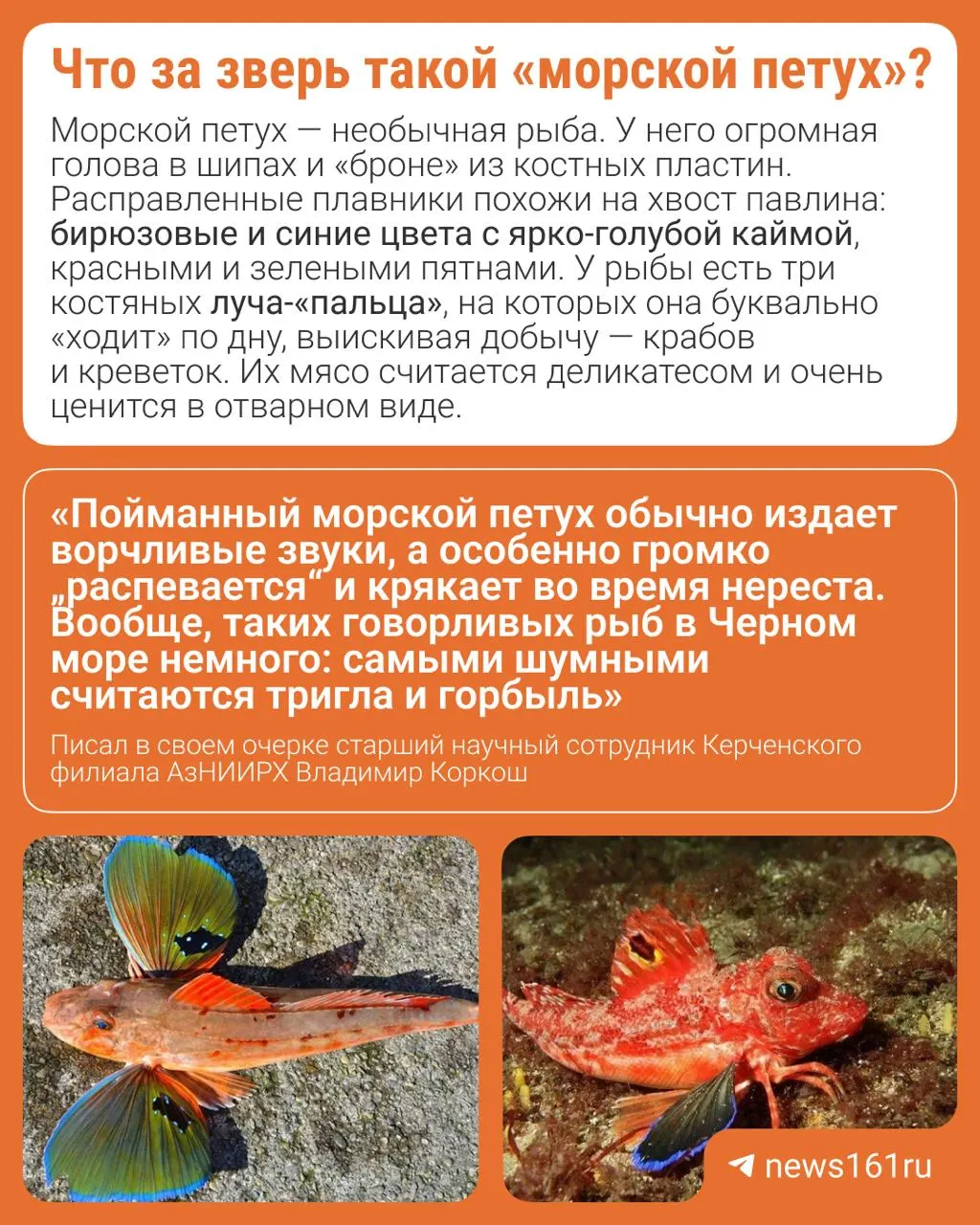 В акватории Таганрогского залива нашли желтую триглу — рыбу, обычно встречающуюся в Атлантике и Чёрном море; в Азове её не видели с 1970-х годов.
