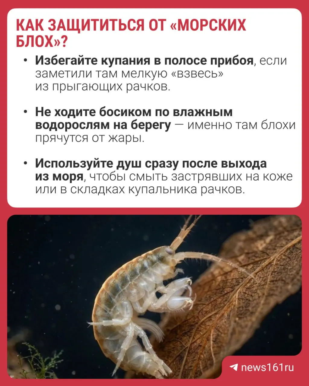 Туристы из Ейска и Таганрога отмечают зудящие пятна после купания. Учёные связывают это с нашествием хищного бокоплава дикерогаммаруса из Каспия, но официальных подтверждений пока нет.