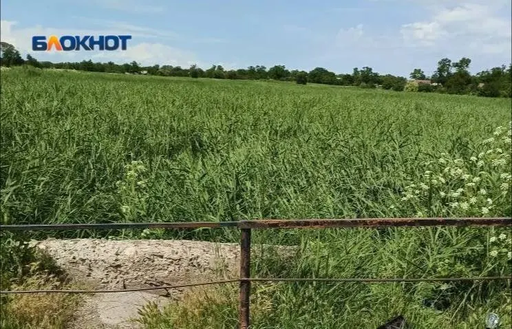 Жители Азовского района предупреждают об экологическом и коммунальном кризисе: самовольные земляные дамбы выше по течению перекрыли подпитку реки, которая десятилетиями кормила колодцы и экосистему, а водоснабжение сокращено до нескольких часов в сутки.