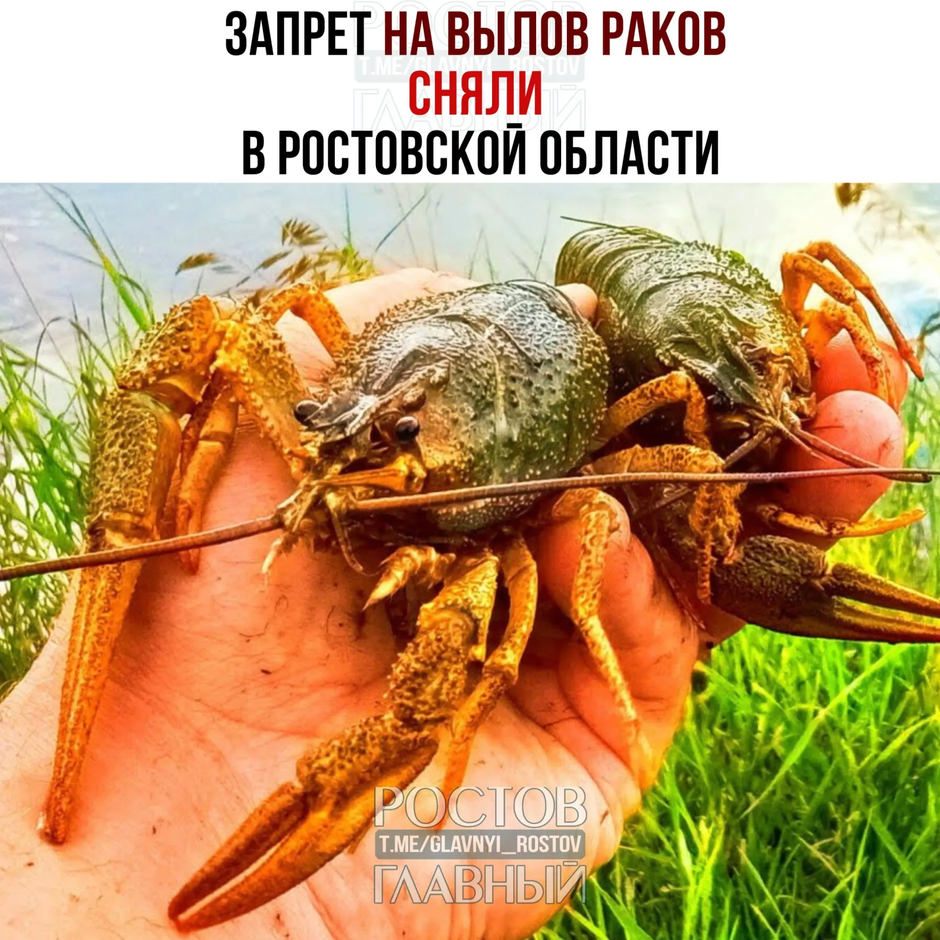 Запрет действовал с 1 января по 14 июня в период размножения раков. Оставлены ограничения — не более 30 раков на человека, минимальный размер 9 см, ловля только раколовками. В Цимлянском водохранилище запрет продлён до 15 сентября.