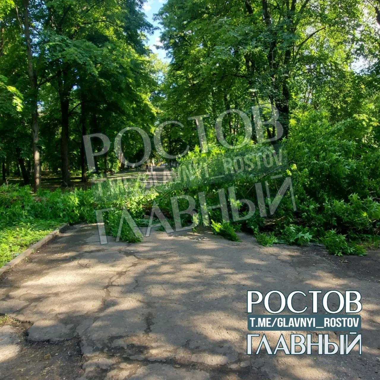 Во время прогулки по аллее в парке Островского внезапно упало крупное дерево. По словам очевидцев, оно выглядело здоровым; людей рядом в момент падения не было.