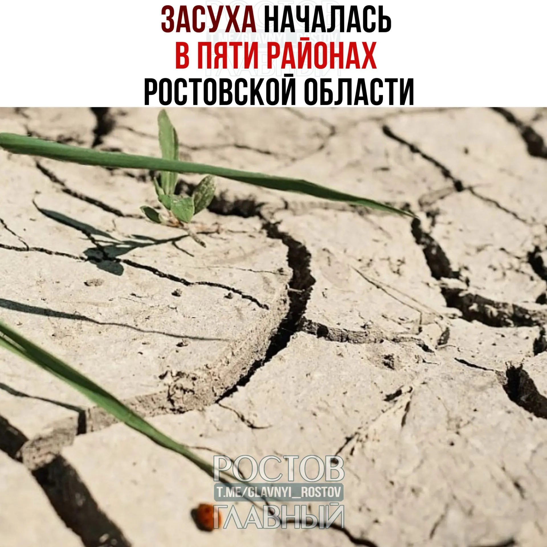 Фермеры в Тацинском, Белокалитвинском, Верхнедонском, Константиновском и Цимлянском районах отмечают дефицит влаги в почве: северные территории области пострадали сильнее всего, несмотря на майские осадки.