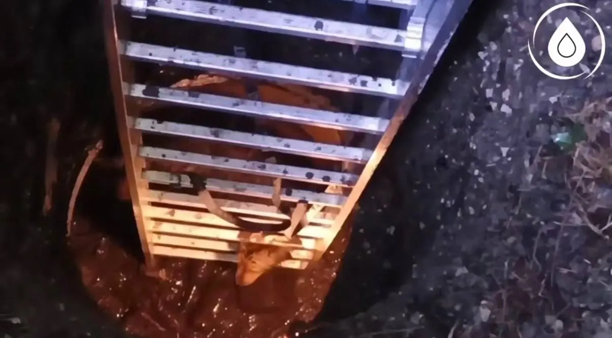 Сотрудники водоканала спустились по длинной лестнице в колодец и вынесли на руках испуганное животное.