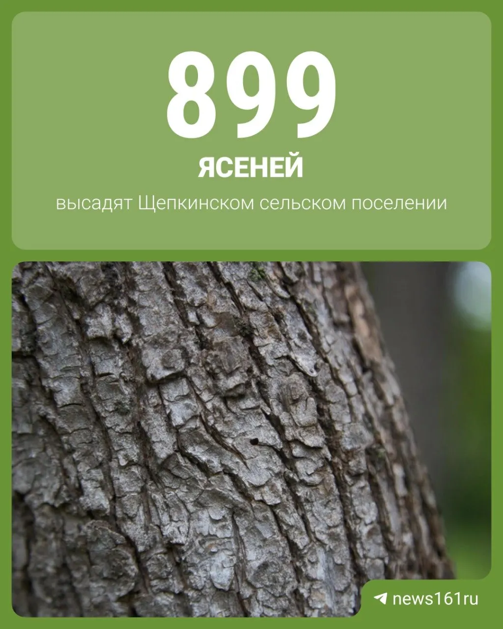 В границах Щепкинского сельского поселения планируют заменить вырубленные при строительстве дороги деревья: посадят 899 саженцев ясеня, с возможной заменой породы при необходимости.