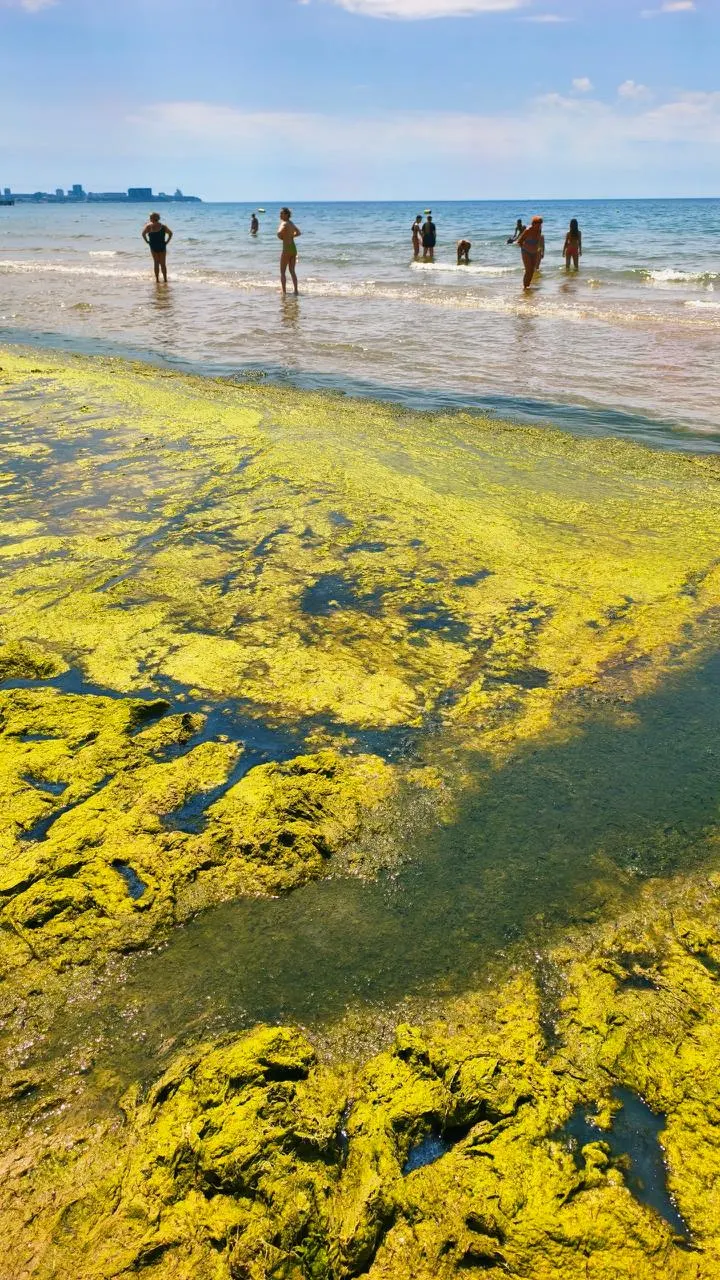 На пляже в Джемете заметили скопление водорослей: у берега вода позеленела и чувствуется запах, но чуть дальше от берега купаться можно — вода чистая.
