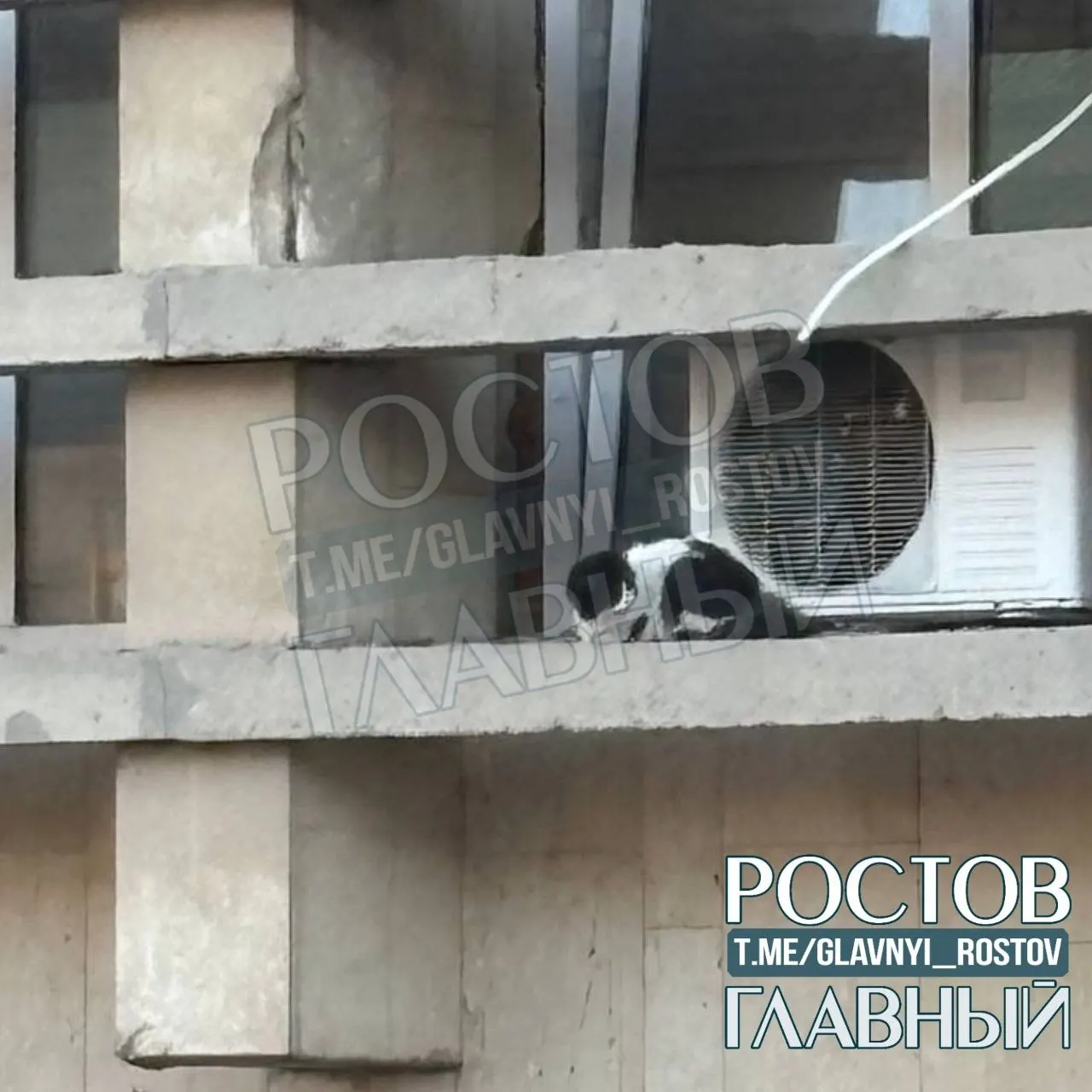 Животное больше суток находится на балконе по адресу Тургеневская, 30. Соседи сообщают, что службы отказались помочь, у кошки нет еды и воды.