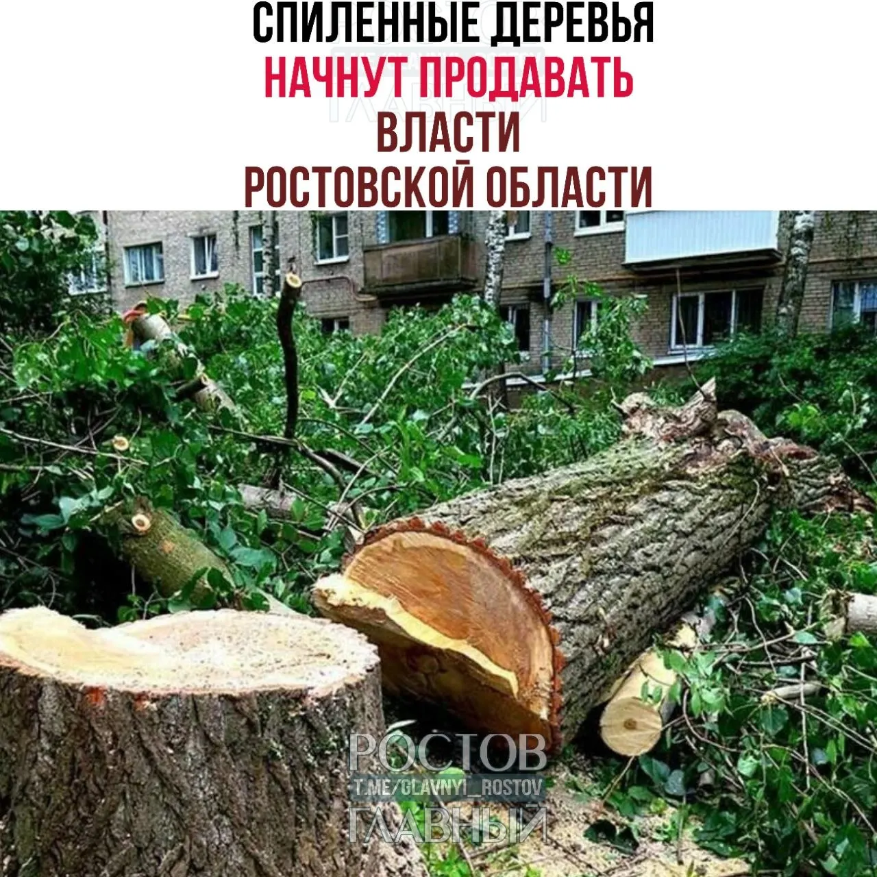 Проект постановления предлагает считать древесину, полученную при рубке на государственных землях, государственным имуществом и ввести порядок её учёта, оценки и реализации. Приоритет покупки получат пользователи участков; непроданная древесина может перейти муниципалитетам или быть утилизирована. Документ планируют рассмотреть 29 июня, возможная дата вступления — 1 июля 2026 года.