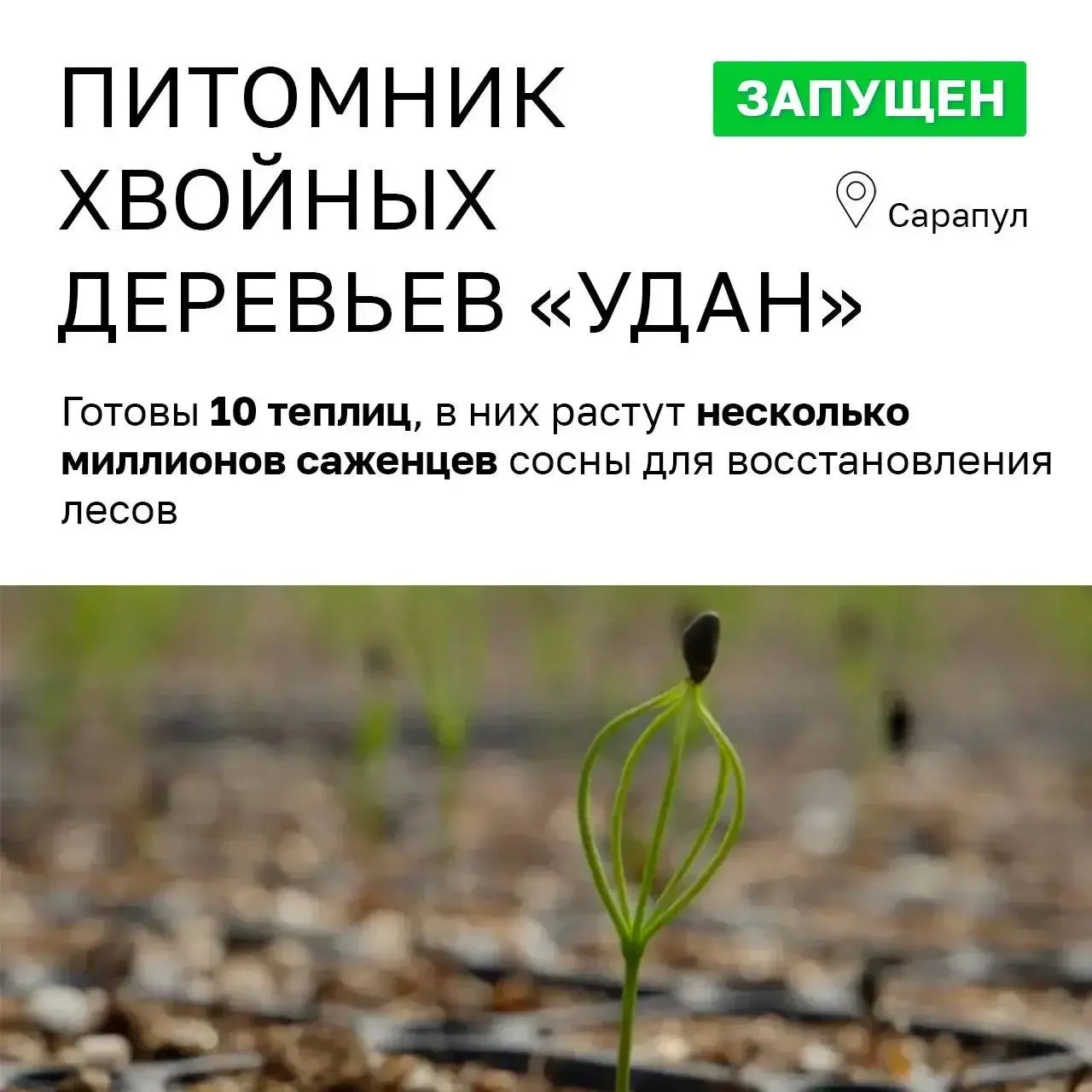 Инвестпроект по выращиванию хвойных саженцев обещали как «зелёный» вклад в восстановление лесов Удмуртии. По факту — почти нулевая выручка, жалобы и смена формы собственности, скрывающая владельцев.