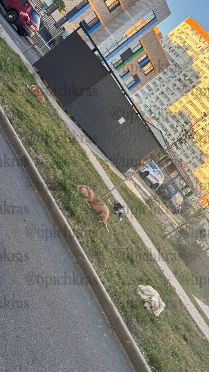 Жители улицы Героев-Разведчиков несколько месяцев сталкиваются с агрессивной стайей собак. По словам людей, им отказывают в безвозвратном отлове, из-за нападений горожанам приходится обращаться за медпомощью.