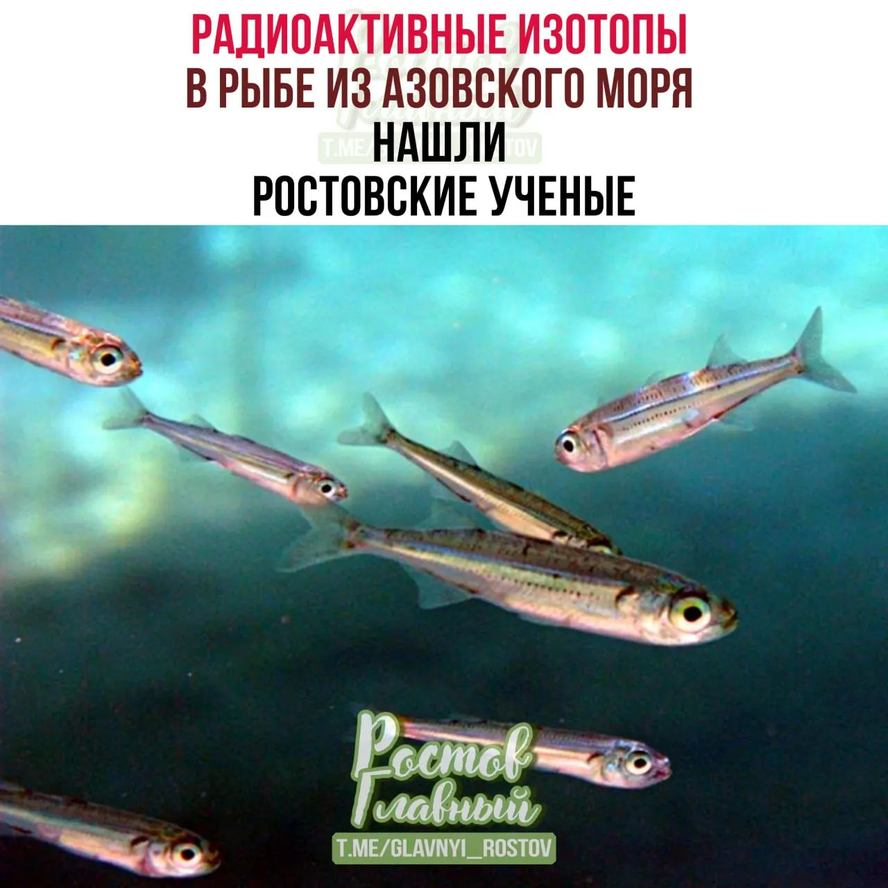 В мышцах атерины из Азовского моря выявлен стронций‑90, однако его активность низкая — риск для человека возможен только при очень большом потреблении. У других проверенных видов обнаружены ртуть, мышьяк, кадмий и свинец, но в концентрациях ниже допустимых норм.