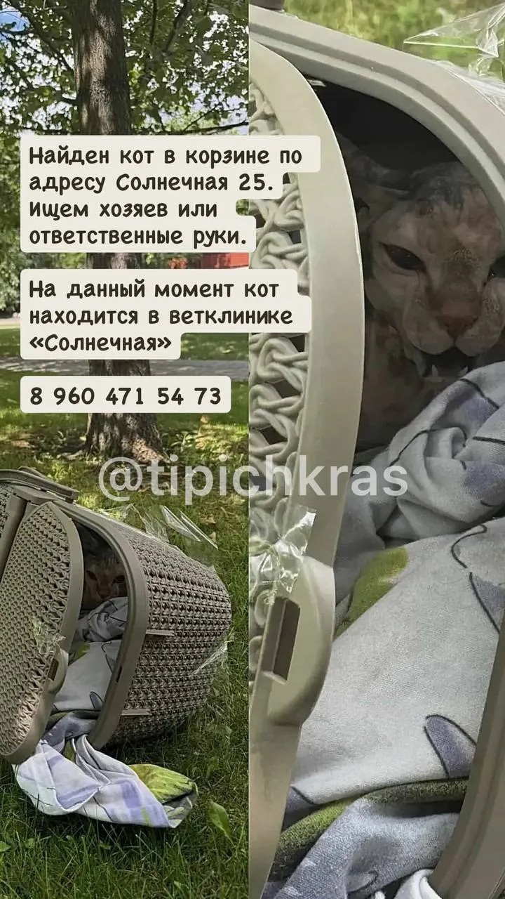 Утром на улице Солнечной обнаружили кошку/кота, которого кто‑то поместил в корзинку и обмотал скотчем. Животное отвезли в ветеринарную клинику — дальнейшая судьба пока неизвестна.