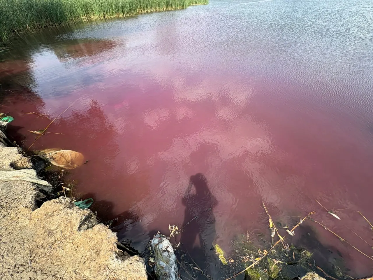 Жители Котово заметили неестественный розовый цвет воды в реке Малая Казанка. Информацию о происшествии направили в комитет природных ресурсов Волгоградской области.