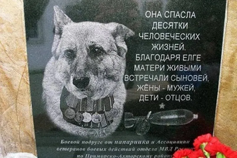 В Приморско-Ахтарске установили бронзовую фигуру служебной овчарки по кличке Елга — животного, которое неоднократно спасало сотрудников полиции, обнаруживая взрывные устройства. Памятник стал местом памяти и благодарности жителей и коллег.