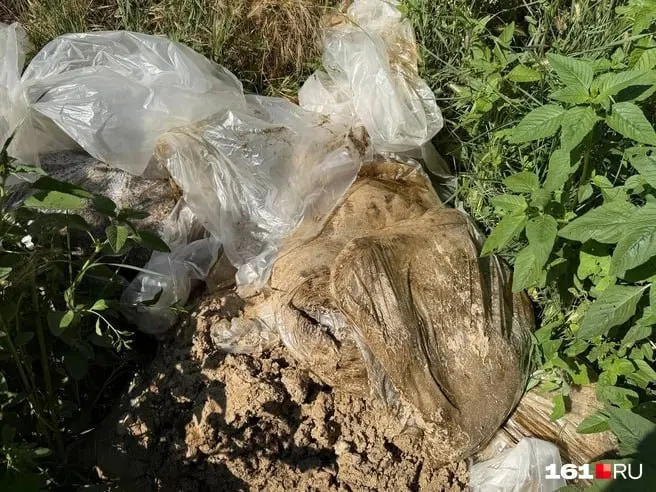 На центральном пляже Таганрога у туалета обнаружили мешки с песком, пропитанным мазутом, и камни с пятнами нефти. Власти заявляют, что пляжи чистые, Роспотребнадзор официальных жалоб не получал.