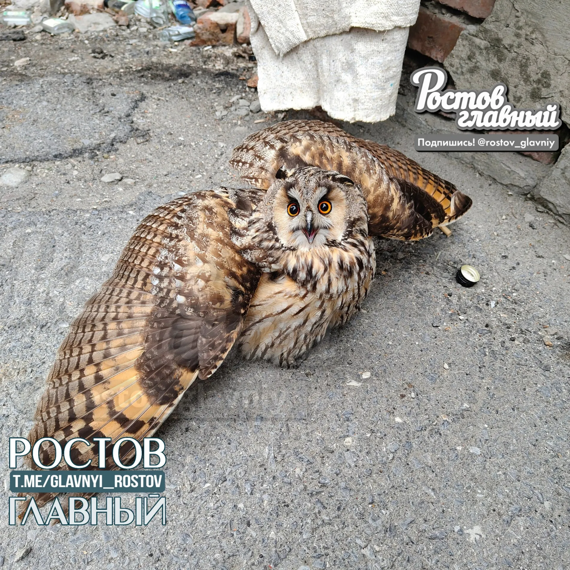 В Ростове-на-Дону стая ворон напала на сову, которая приземлилась во дворе жилого дома. Жильцы вызвали службу, сотрудник рекомендовал не вмешиваться, после чего сова смогла улететь.