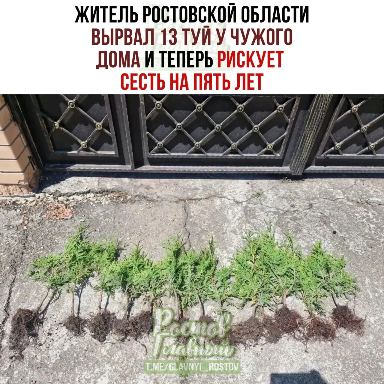 Мужчина ночью выкопал 13 саженцев туй с чужого участка — ущерб оценили в около 8 тыс. рублей. По факту кражи возбуждено уголовное дело.