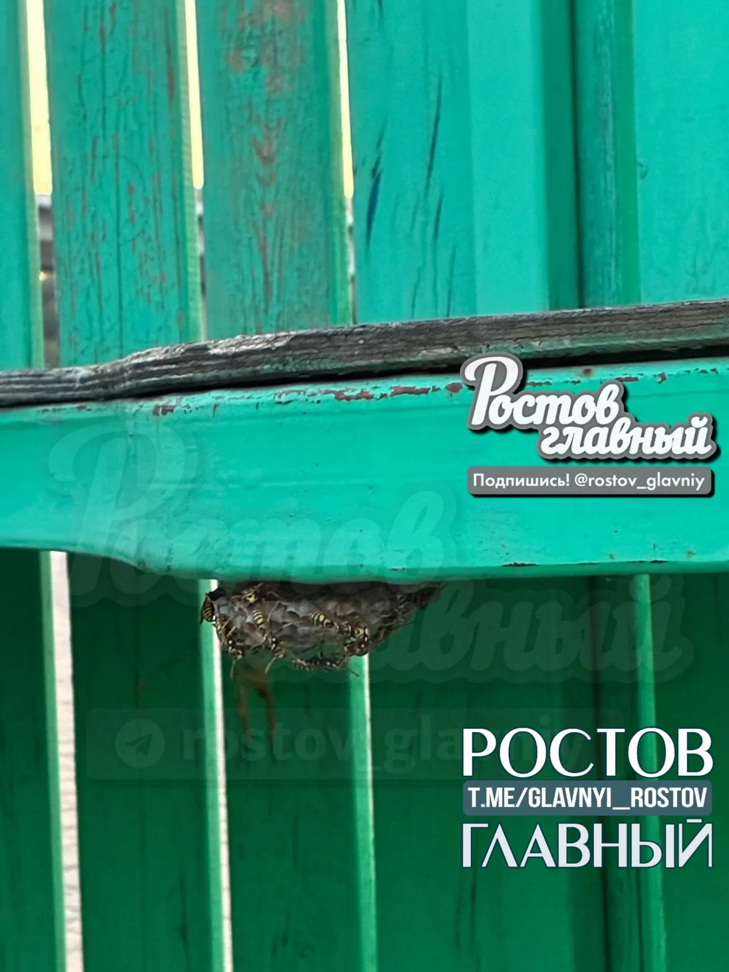 В&nbsp;парке «Левобережный» в&nbsp;Ростове‑на-Дону ребёнка покусали осы