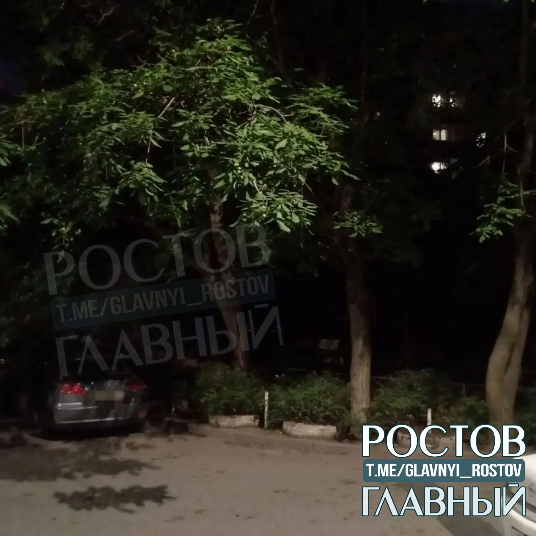 На улице Вятской, 67 в Ростове крупное дерево рухнуло на припаркованный автомобиль. Подробности и обстоятельства происшествия устанавливаются.