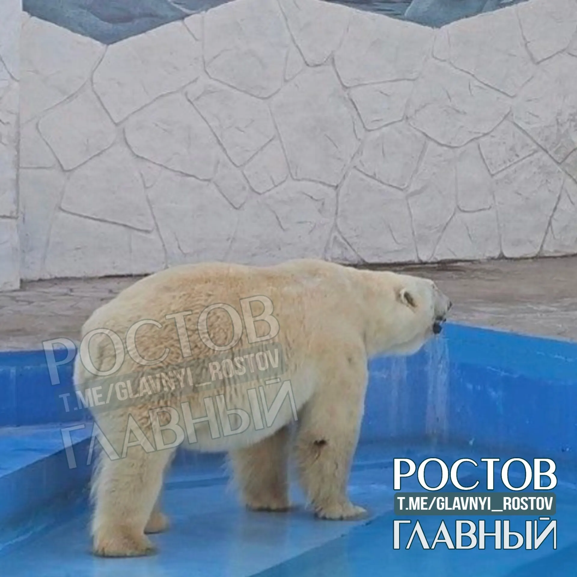 Горожане жалуются, что белый медведь весь день находится под палящим солнцем при +30° и просили обеспечить ему укрытие. Власти просят проверить условия содержания.