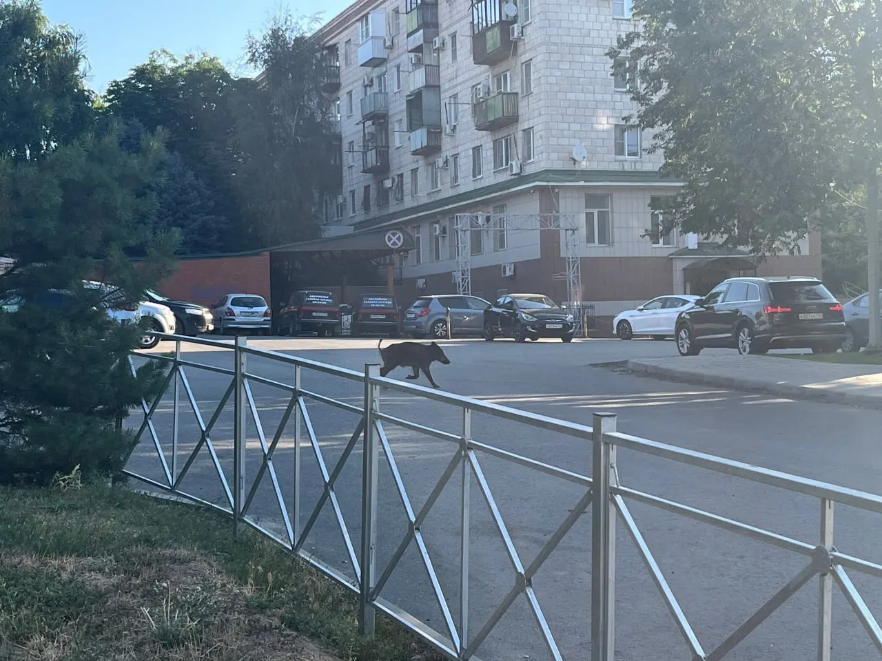 Кабан осматривал заросли у путепровода на улице 7-й Гвардейской — жители города заметили животное в самом центре Волгограда.