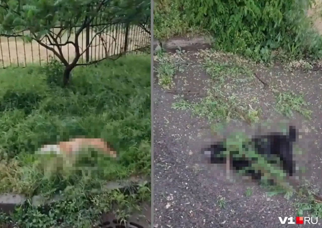Два пса упали с седьмого этажа на Спартановке. Жильцы собрали 55 подписей и обратились в полицию — соседи считают, что животных могли выбросить умышленно.