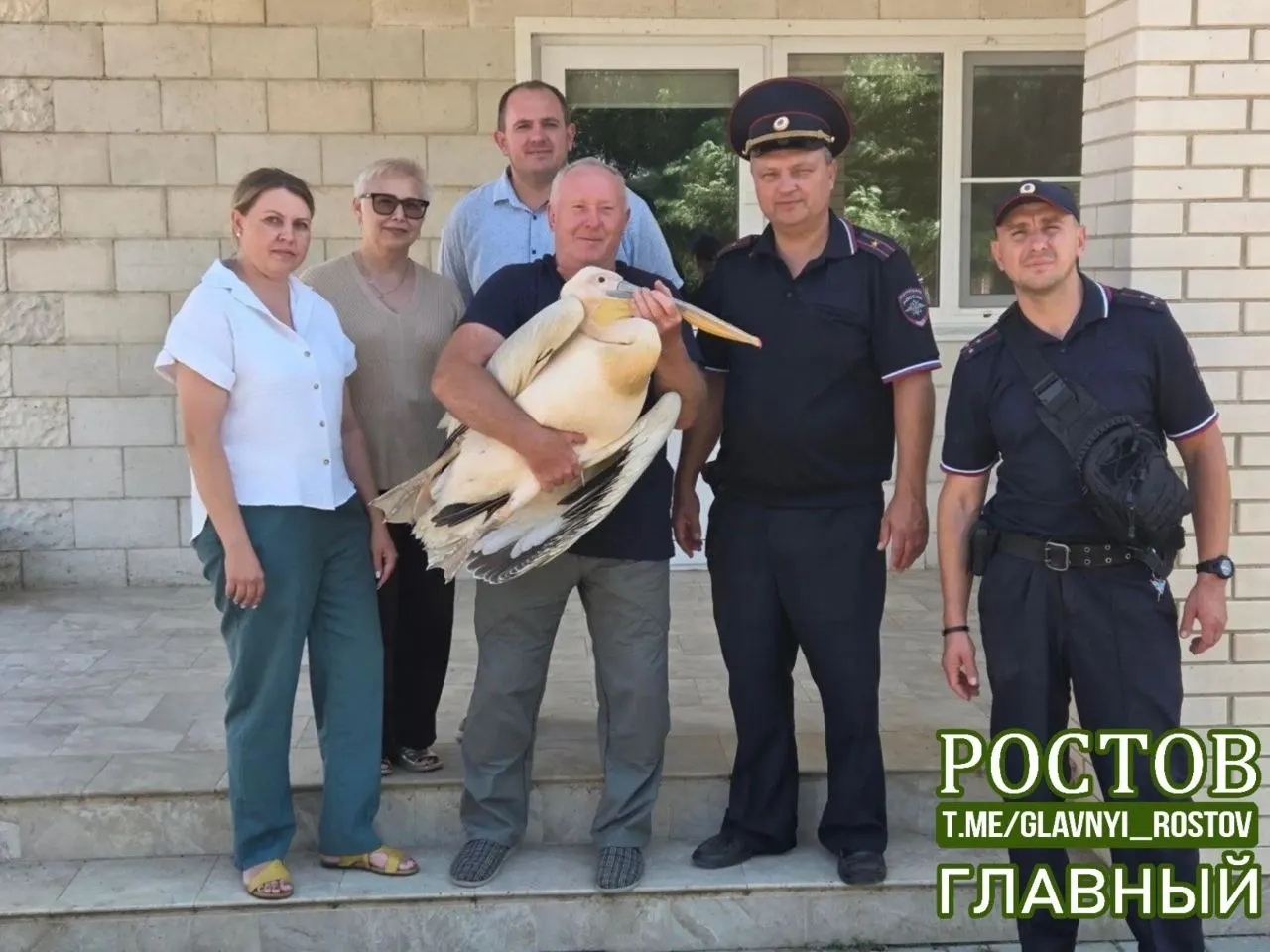 Пеликан с переломами крыла и ноги найден в Пролетарском районе и направлен в Ростовский зоопарк для лечения и реабилитации; есть шанс вернуть птицу в дикую природу.