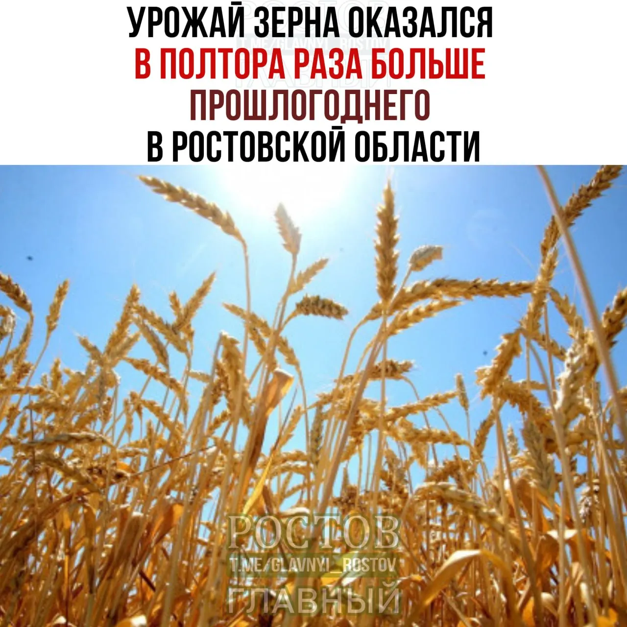 В регионе собрано 13,6 млн тонн ранних зерновых и зернобобовых; средняя урожайность — 42,6 центнера с гектара; пшеницы — около 12,2 млн тонн.