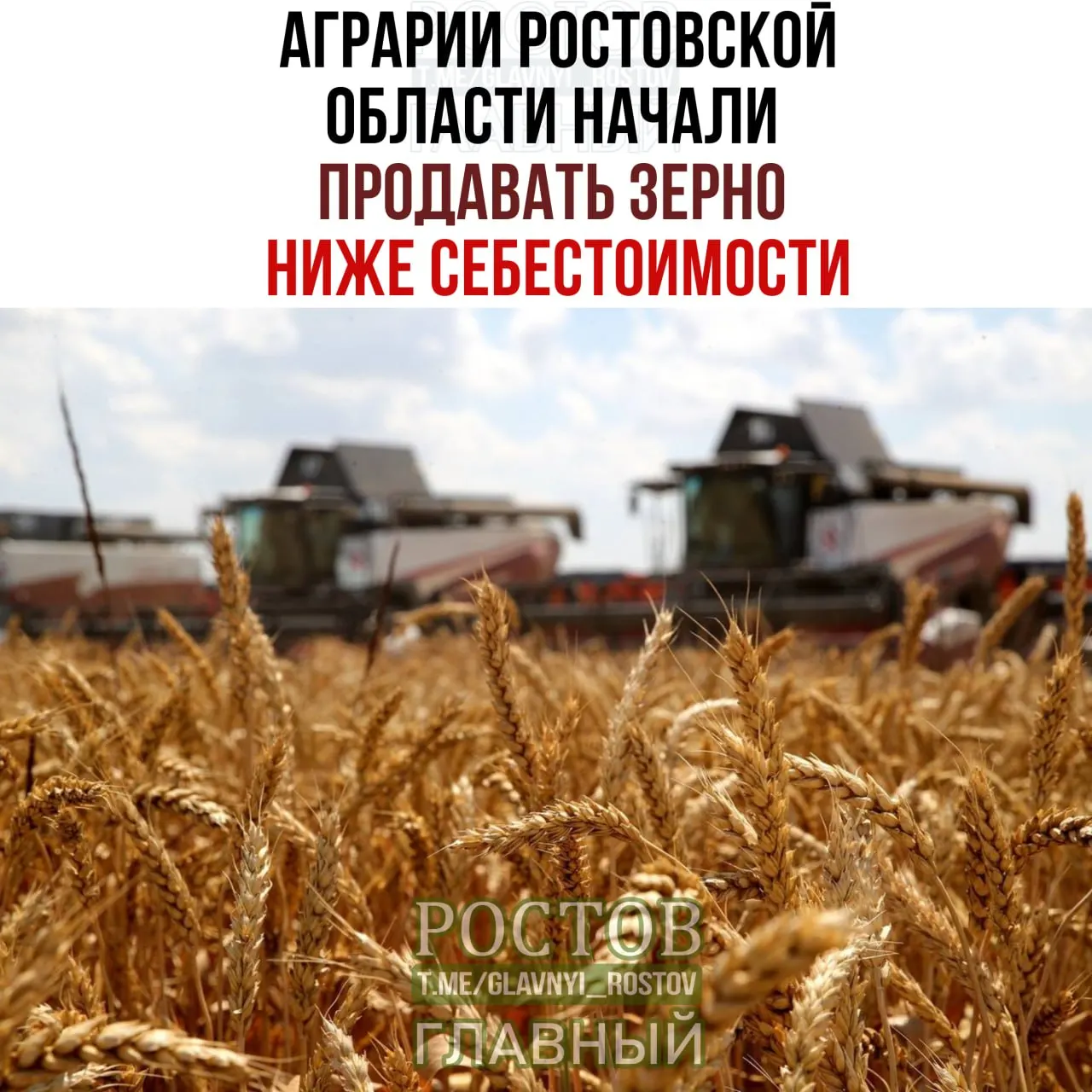 В Ростовской области наблюдается резкое снижение цен на зерно: фермеры вынуждены продавать зерно ниже себестоимости, рынок переживает кризис.