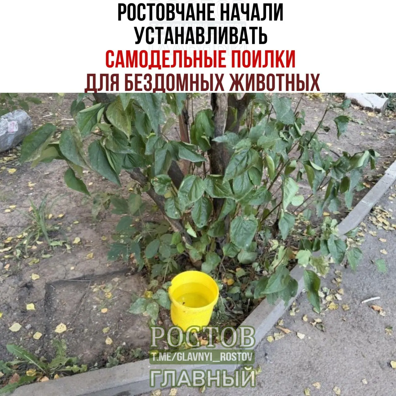 Жители Ростова-на-Дону помогают бездомным животным, расставляя поилки и обновляя воду в тенистых местах во время аномальной жары.