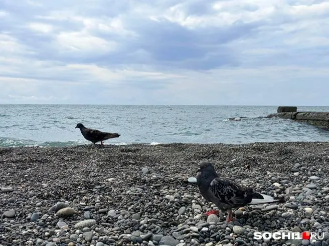 Жителям и гостям курорта Сочи рекомендуется воздержаться от отдыха у воды на фоне смерчей; объявлено штормовое предупреждение.
