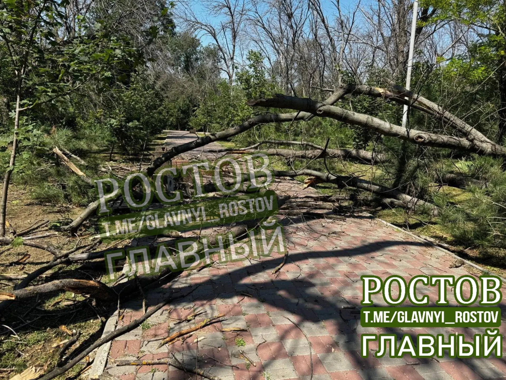 Крупное дерево рухнуло в парке имени Чуковского в Ростове-на-Дону. Пострадавших нет, причины падения устанавливаются.