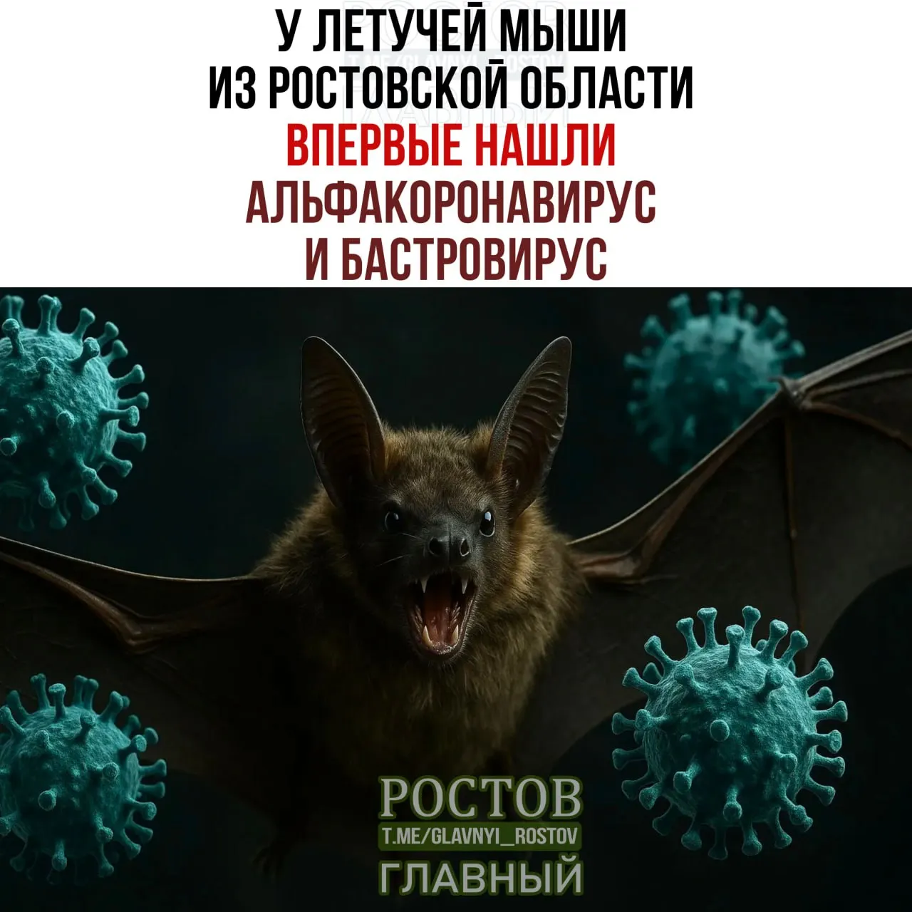 Учёные зафиксировали первый случай альфа‑коронавируса у летучей мыши из Ростовской области; анализ образцов, собранных в 2022–2023 годах, подтвердил наличие вируса и коинфекцию с бактовирусом.