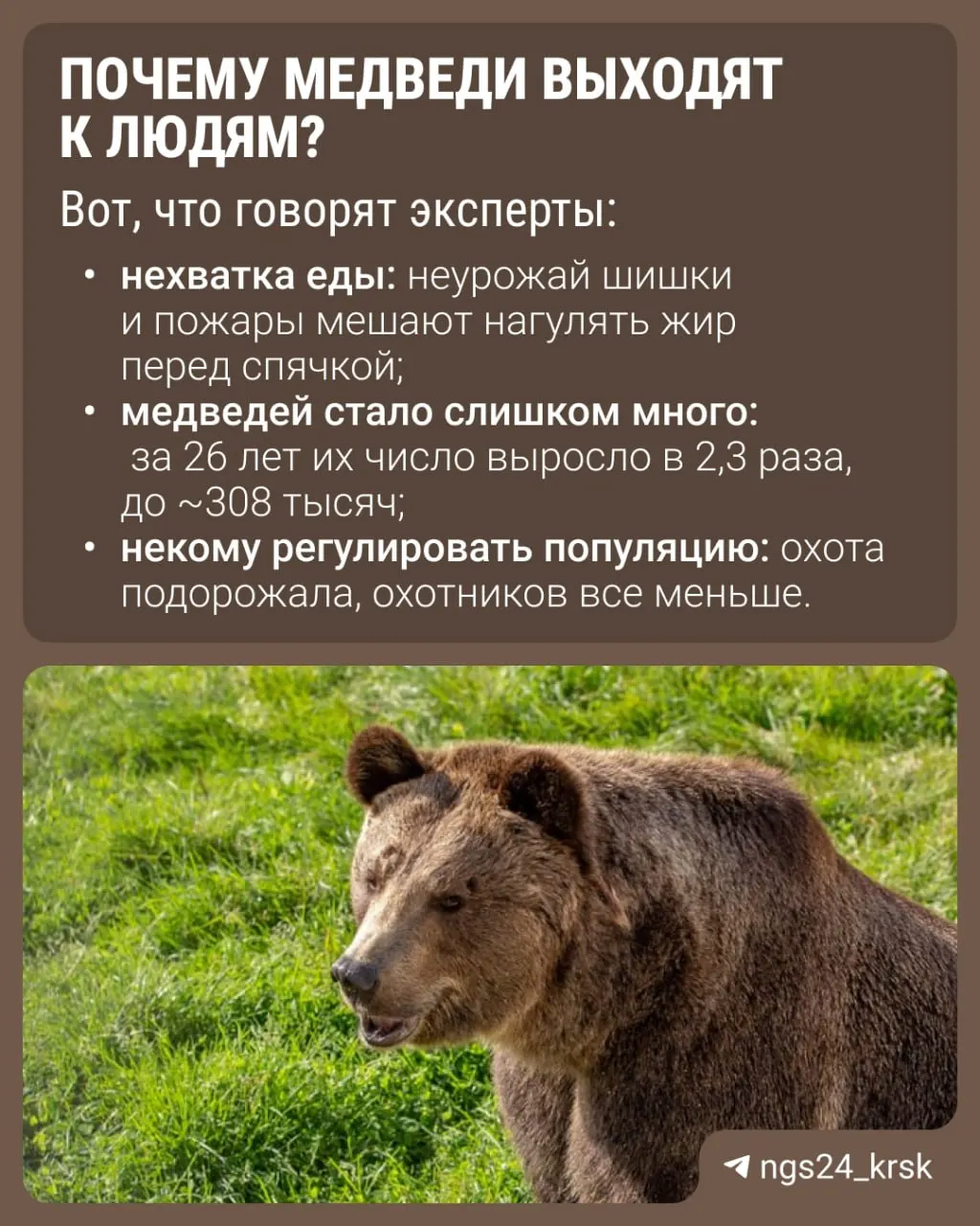 Рост встреч с медведями приводит к смертям и массированному отстрелу хищников. Наибольший уровень риска — в Красноярском крае. Перед спячкой звери остаются активны; соблюдайте осторожность в лесу и не оставляйте мусор.