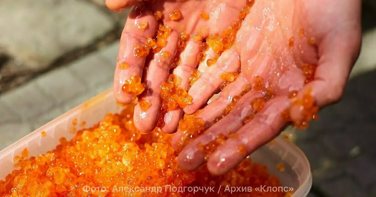 Полмиллиона икринок форели доставлены в Калининградскую область; далее яйца отправятся транзитом в Смоленск и Ростов.