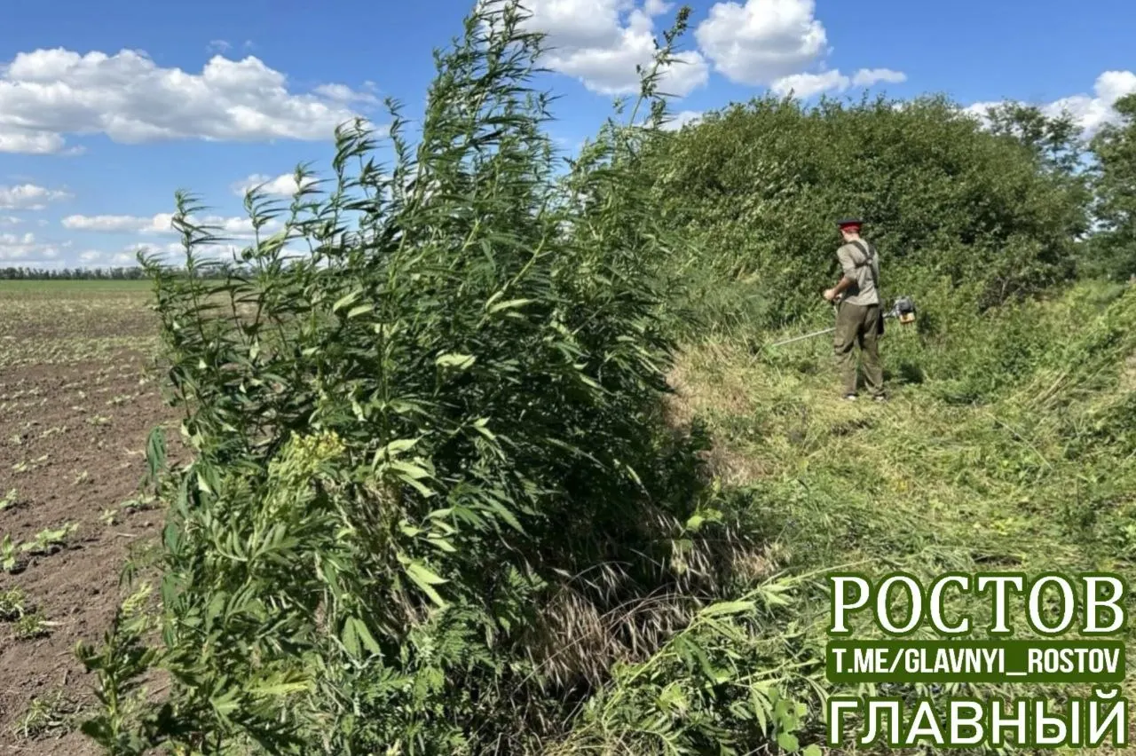 Летом в регионе ликвидировали кустарник дикорастущей конопли; очаги обычно не возобновляются.