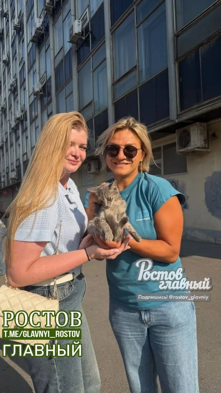 Кот, который застрял в лифте возле Ворошиловского моста в Ростове-на-Дону, благополучно доставлен в ветеринарную клинику; история доверия и помощи со стороны горожан.