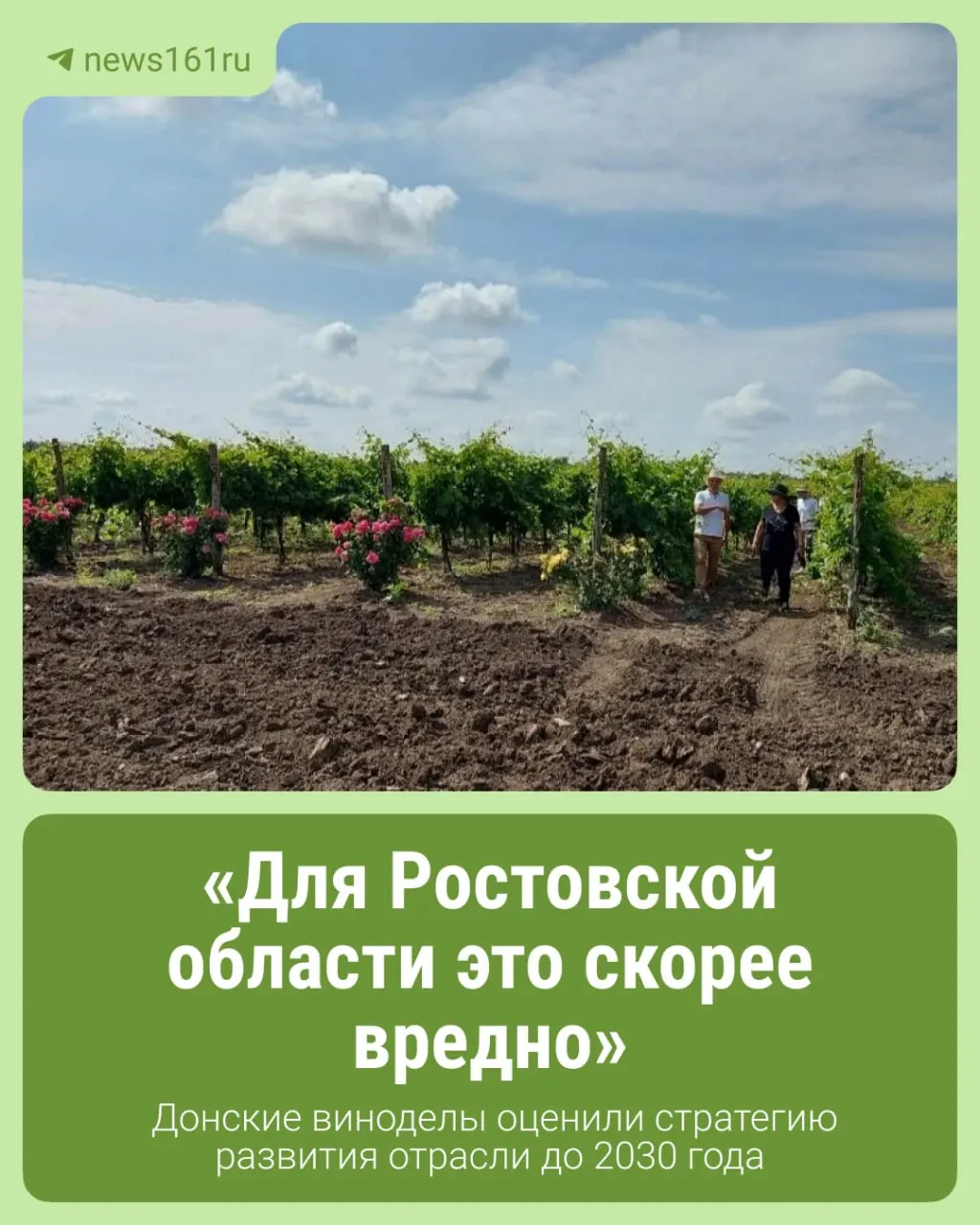 Стратегия предусматривает точное земледелие, селекцию, модернизацию производства и расширение площадей виноградников