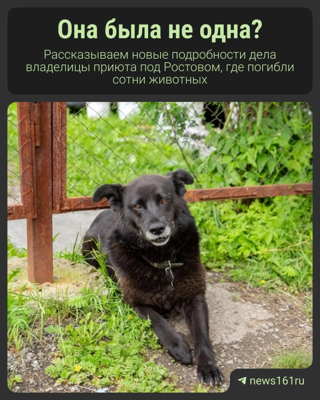 Дело о владелице приюта под Ростовом обсуждает вероятность принудительного лечения и возможных неучтённых соучастников, а также вопросы числа пострадавших.