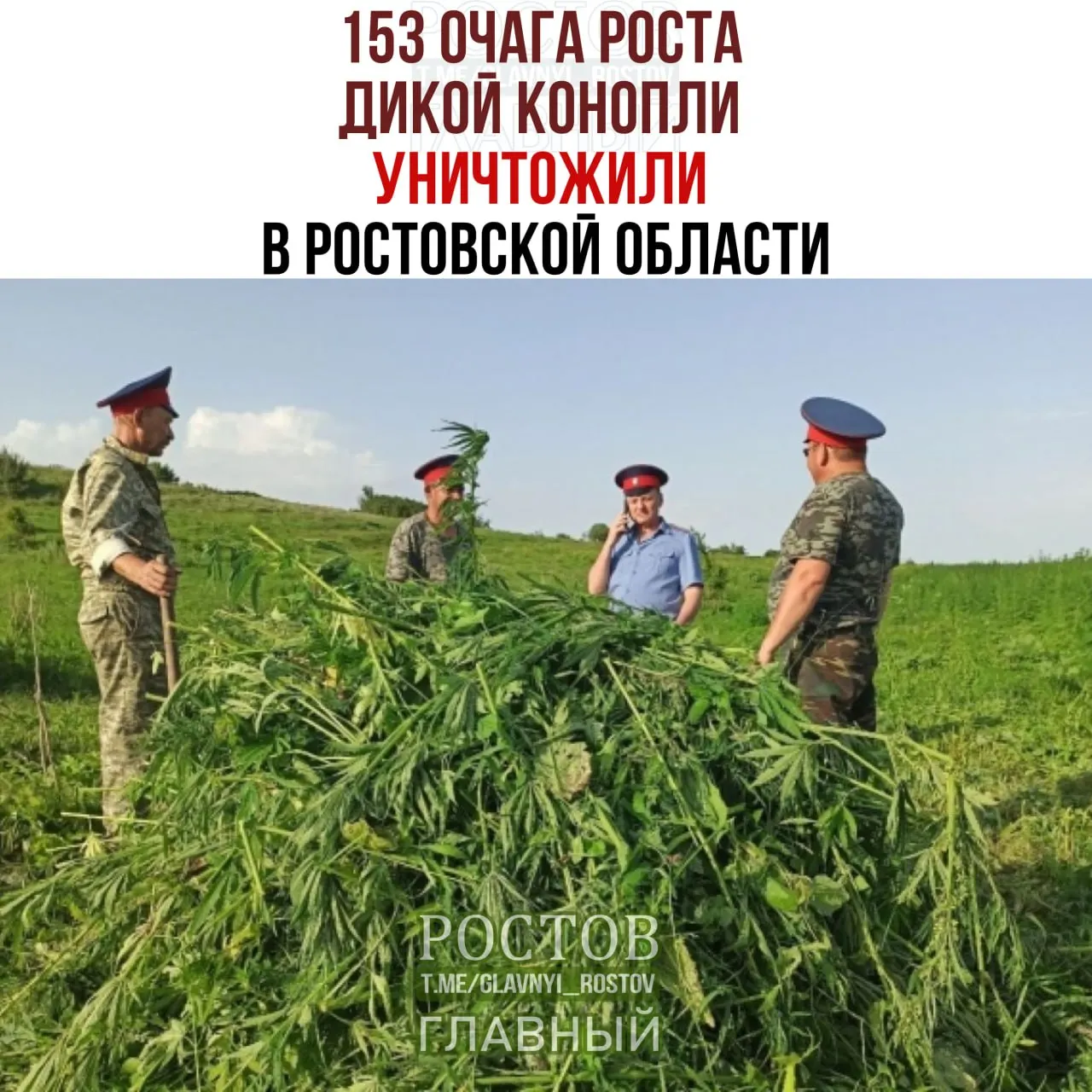 За период с 7 по 16 сентября в Ростовской области ликвидировано 153 очага дикорастущей конопли; выявлено свыше 70 наркопреступлений и составлено 58 протоколов.