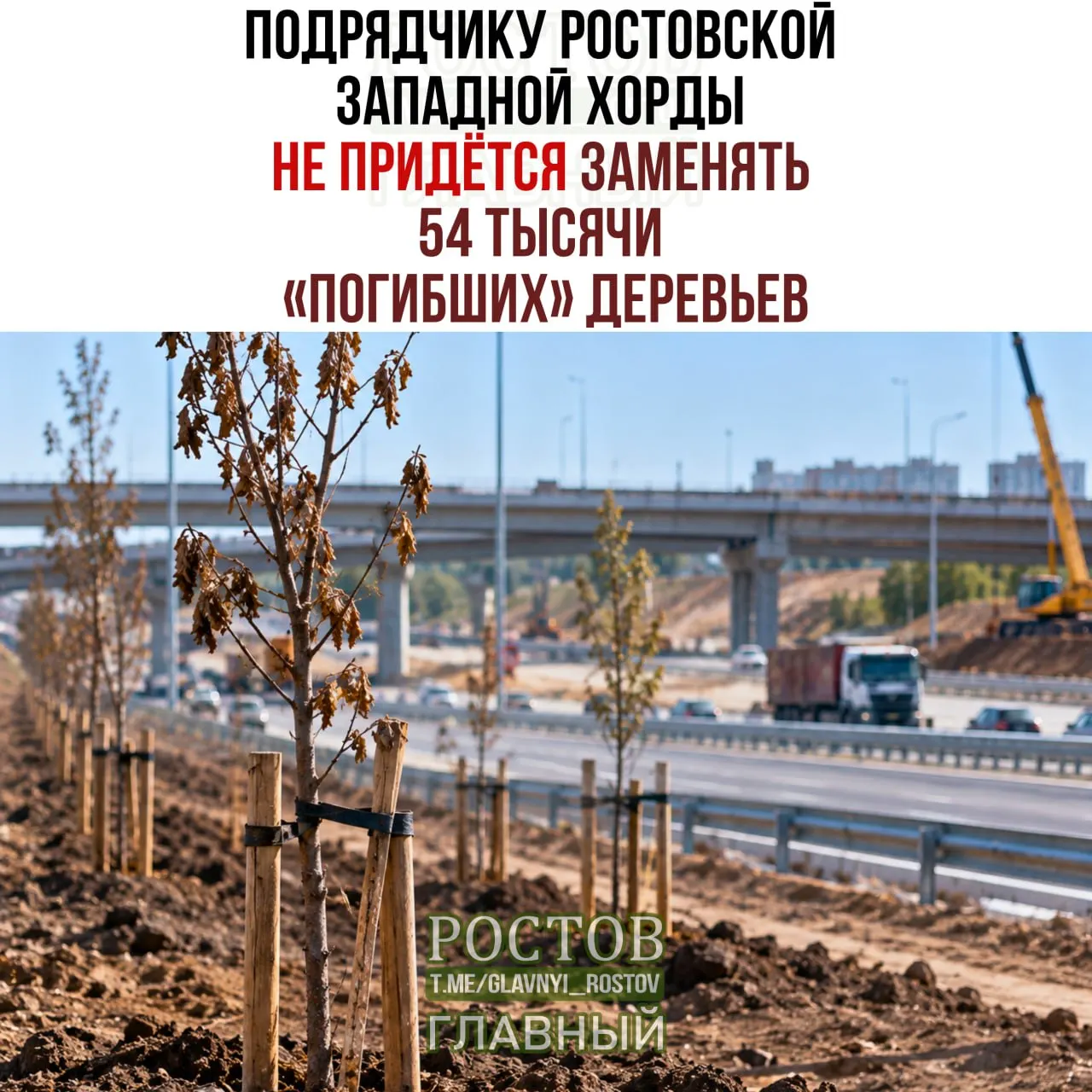 Разбирательство по замене деревьев в рамках дорожного проекта региона продолжается: проверки выявили расхождения, а решение суда оспаривается.