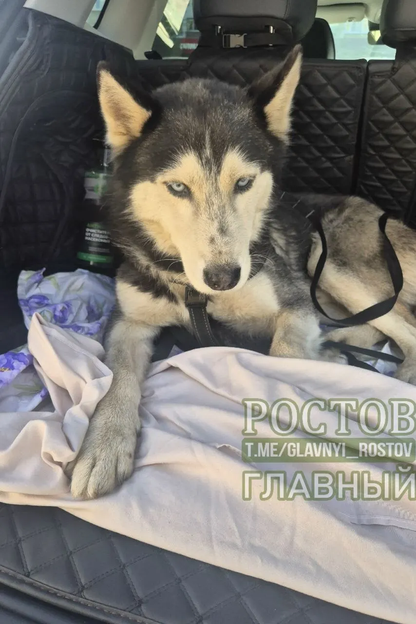 Сообщение о найденной хаски кобеле на Коммунистическом проспекте. Связаться можно по телефону 8 988 898 88 61.